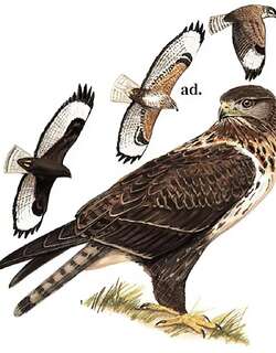大鵟 / Upland Buzzard / Buteo hemilasius