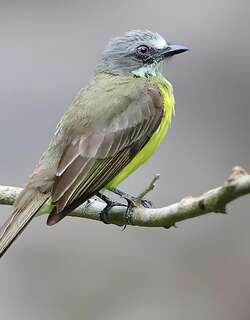 灰顶短嘴霸鹟 / Grey-capped Flycatcher / Myiozetetes granadensis