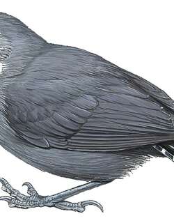 白喉蚁鸟 / White-throated Antbird / Oneillornis salvini