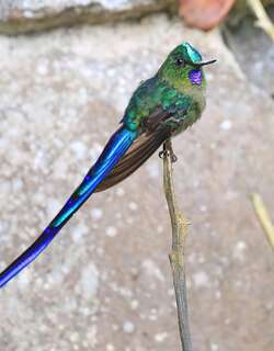 紫长尾蜂鸟 / Violet-tailed Sylph / Aglaiocercus coelestis