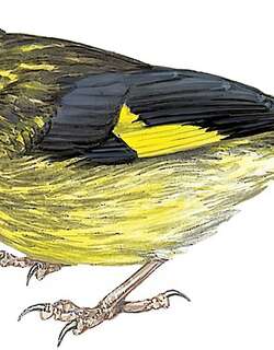 越南金翅雀 / Vietnamese Greenfinch / Chloris monguilloti
