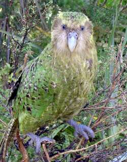 鸮面鹦鹉 / Kakapo / Strigops habroptila
