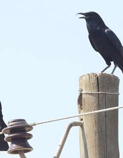 索马里鸦 / Somali Crow / Corvus edithae