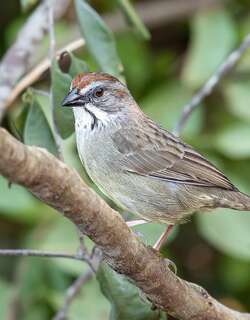 萨帕塔鹀 / Zapata Sparrow / Torreornis inexpectata