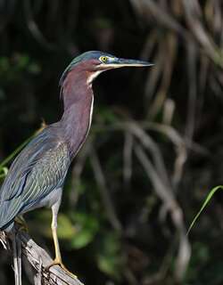 美洲绿鹭 / Green Heron / Butorides virescens