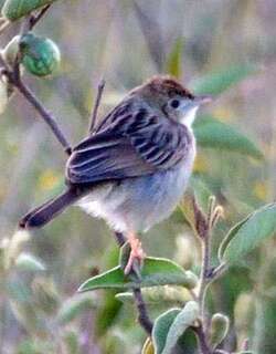 小扇尾莺 / Tiny Cisticola / Cisticola nana
