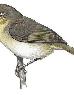 隐莺 / Cryptic Warbler / Cryptosylvicola randrianasoloi