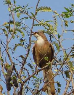 白喉鸫鹛 / White-throated Babbler / Argya gularis