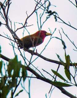 红巾拟䴕 / Scarlet-hooded Barbet / Eubucco tucinkae