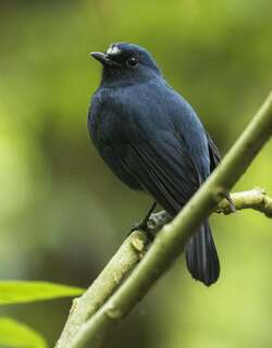 蓝地鸲 / Sunda Robin / Myiomela diana