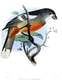 秘鲁割草鸟 / Peruvian Plantcutter / Phytotoma raimondii
