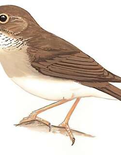 白喉林鹟 / Brown-chested Jungle Flycatcher / Cyornis brunneatus