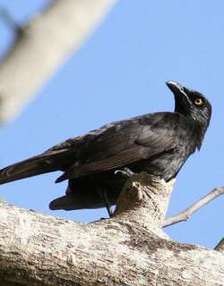 花辉椋鸟 / Micronesian Starling / Aplonis opaca
