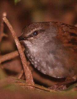 栗背短翅莺 / Sulawesi Bush Warbler / Locustella castanea