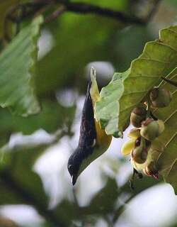 白喉啄花鸟 / Legge’s Flowerpecker / Dicaeum vincens