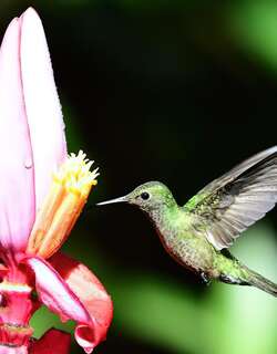 鳞胸刀翅蜂鸟 / Scaly-breasted Hummingbird / Phaeochroa cuvierii