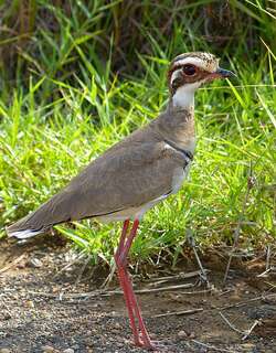 铜翅走鸻 / Bronze-winged Courser / Rhinoptilus chalcopterus