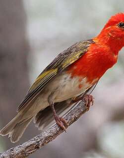 红头编织雀 / Red-headed Weaver / Anaplectes rubriceps