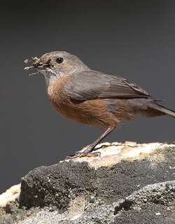岩刺莺 / Rockwarbler / Origma solitaria