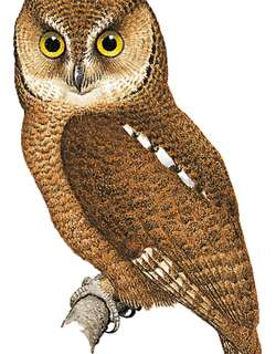 尼科巴角鸮 / Nicobar Scops Owl / Otus alius
