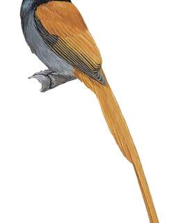 棕臀寿带 / Rufous-vented Paradise Flycatcher / Terpsiphone rufocinerea
