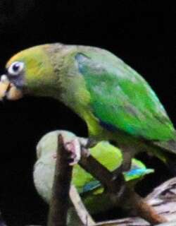 紫肩鹦哥 / Scarlet-shouldered Parrotlet / Touit huetii
