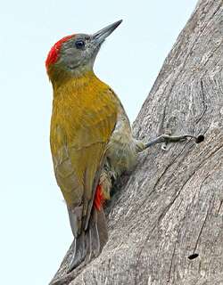 非洲灰啄木鸟 / Olive Woodpecker / Dendropicos griseocephalus