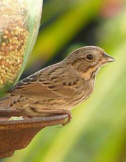 林氏带鹀 / Lincoln’s Sparrow / Melospiza lincolnii
