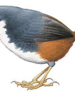 栗胁窜鸟 / Bahia Tapaculo / Eleoscytalopus psychopompus