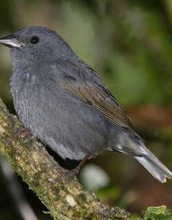 蓝灰雀鹀 / Slaty Finch / Haplospiza rustica