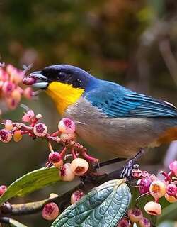 黄喉彩裸鼻雀 / Yellow-throated Tanager / Iridosornis analis
