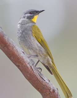 黄喉吸蜜鸟 / Yellow-throated Honeyeater / Nesoptilotis flavicollis