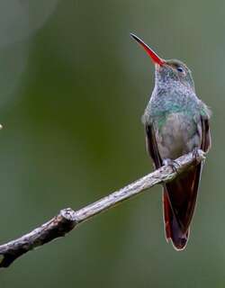 娇蜂鸟 / Charming Hummingbird / Polyerata decora