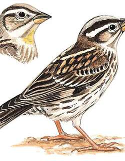 石雀 / Rock Sparrow / Petronia petronia