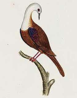 诺福克鸡鸠 / Norfolk Ground Dove / Pampusana norfolkensis