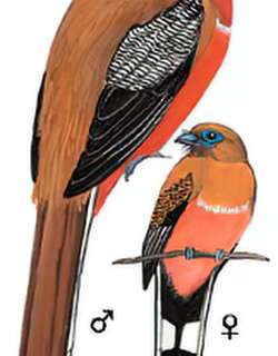 红头咬鹃 / Red-headed Trogon / Harpactes erythrocephalus