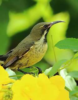 辉花蜜鸟 / Shining Sunbird / Cinnyris habessinicus