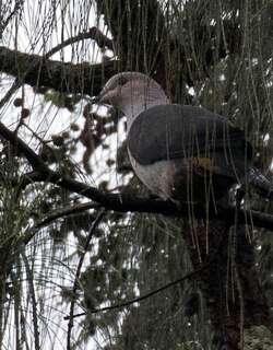 黑背皇鸠 / Dark-backed Imperial Pigeon / Ducula lacernulata