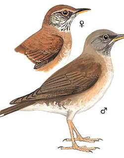 白腹鸫 / Pale Thrush / Turdus pallidus