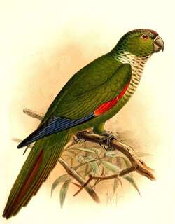 栗尾鹦哥 / Maroon-tailed Parakeet / Pyrrhura melanura