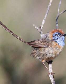 马里帚尾鹩莺 / Mallee Emu-wren / Stipiturus mallee