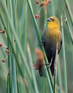 黄巾黑鹂 / Yellow-hooded Blackbird / Chrysomus icterocephalus