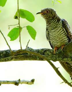 非洲杜鹃 / African Cuckoo / Cuculus gularis