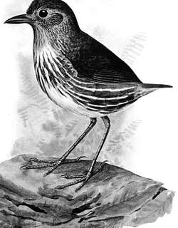 圣马塔蚁鸫 / Santa Marta Antpitta / Grallaria bangsi