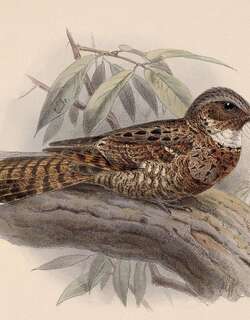 尤卡坦夜鹰 / Yucatan Poorwill / Nyctiphrynus yucatanicus
