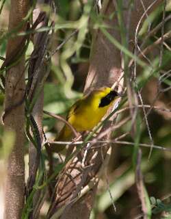 墨西哥黄喉地莺 / Altamira Yellowthroat / Geothlypis flavovelata