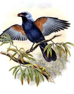 厚嘴鹃鵙 / Stout-billed Cuckooshrike / Coracina caeruleogrisea
