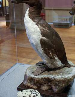 大海雀 / Great Auk / Pinguinus impennis