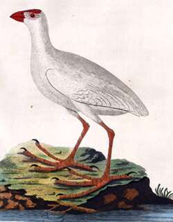 新不列颠紫水鸡 / White Swamphen / Porphyrio albus