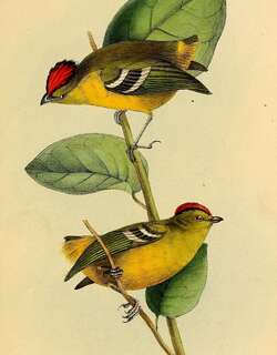 姬伞鸟 / Kinglet Calyptura / Calyptura cristata